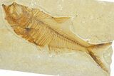 Detailed Fossil Fish (Diplomystus) - Wyoming #354030-1